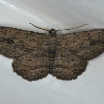 Ectropis excursaria (Common Bark Moth) at Ainslie, ACT - 13 Jan 2020 by jb2602