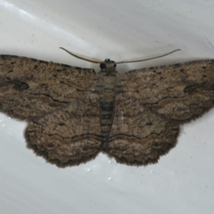 Ectropis excursaria (Common Bark Moth) at Ainslie, ACT - 13 Jan 2020 by jbromilow50