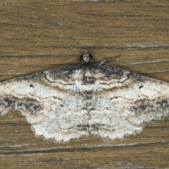 Syneora euboliaria (Boarmiini, Geometer moth) at Ainslie, ACT - 13 Jan 2020 by jbromilow50