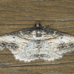 Syneora euboliaria (Boarmiini, Geometer moth) at Ainslie, ACT - 13 Jan 2020 by jb2602