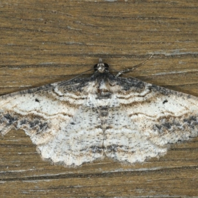 Syneora euboliaria (Boarmiini, Geometer moth) at Ainslie, ACT - 13 Jan 2020 by jb2602