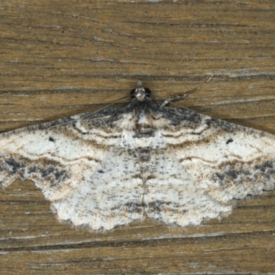 Syneora euboliaria (Boarmiini, Geometer moth) at Ainslie, ACT - 13 Jan 2020 by jbromilow50