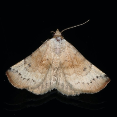 Mataeomera coccophaga (Brown Scale-moth) at Ainslie, ACT - 13 Jan 2020 by jbromilow50