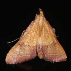 Endotricha pyrosalis (A Pyralid moth) at Ainslie, ACT - 13 Jan 2020 by jbromilow50