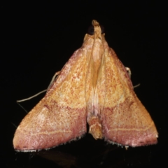 Endotricha pyrosalis (A Pyralid moth (Endotrichinae) at Ainslie, ACT - 13 Jan 2020 by jb2602