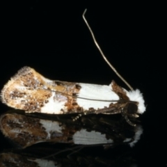 Monopis meliorella (Blotched Monopis Moth) at Ainslie, ACT - 13 Jan 2020 by jbromilow50