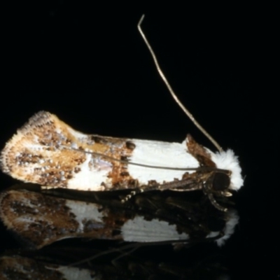 Monopis meliorella (Blotched Monopis Moth) at Ainslie, ACT - 13 Jan 2020 by jb2602