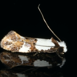 Monopis meliorella at Ainslie, ACT - 13 Jan 2020