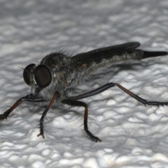 Cerdistus sp. (genus) (Slender Robber Fly) at Ainslie, ACT - 13 Jan 2020 by jbromilow50