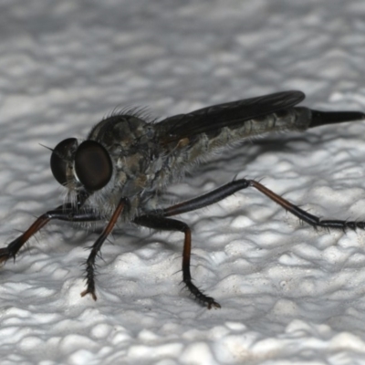 Cerdistus sp. (genus) (Slender Robber Fly) at Ainslie, ACT - 13 Jan 2020 by jb2602