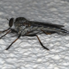 Cerdistus sp. (genus) at Ainslie, ACT - 13 Jan 2020