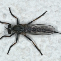 Cerdistus sp. (genus) at Ainslie, ACT - 13 Jan 2020