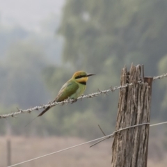 Merops ornatus (Rainbow Bee-eater) at Bredbo, NSW - 12 Jan 2020 by Illilanga