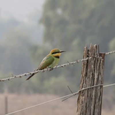 Merops ornatus (Rainbow Bee-eater) at Bredbo, NSW - 12 Jan 2020 by Illilanga