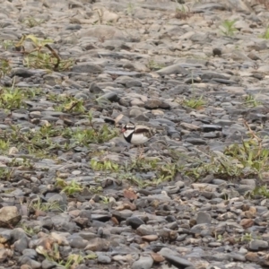 Charadrius melanops at Bredbo, NSW - 12 Jan 2020