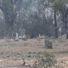 Dama dama (Fallow Deer) at Michelago, NSW - 12 Jan 2020 by Illilanga