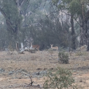 Dama dama at Michelago, NSW - suppressed