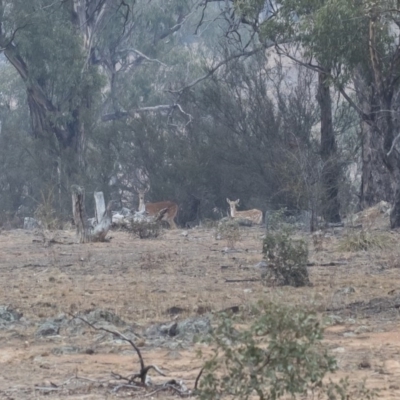 Dama dama (Fallow Deer) at Illilanga & Baroona - 12 Jan 2020 by Illilanga