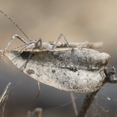 Zaprochilus australis (Twig-mimic katydid) at Bredbo, NSW - 12 Jan 2020 by Illilanga