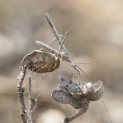 Zaprochilus australis at Bredbo, NSW - 12 Jan 2020