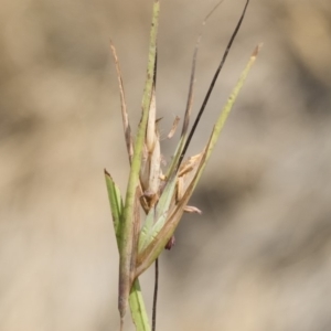 Themeda triandra at Bredbo, NSW - 12 Jan 2020