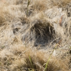 Themeda triandra at Bredbo, NSW - 12 Jan 2020