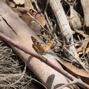 Geitoneura klugii at Bredbo, NSW - 12 Jan 2020