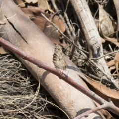 Geitoneura klugii at Bredbo, NSW - 12 Jan 2020