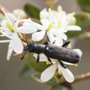 Eleale simplex at Bredbo, NSW - 12 Jan 2020 01:35 PM