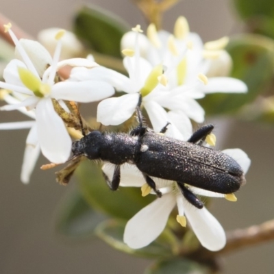 Eleale simplex (Clerid beetle) at Bredbo, NSW - 12 Jan 2020 by Illilanga