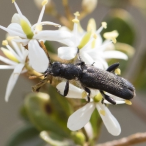 Eleale simplex at Bredbo, NSW - 12 Jan 2020