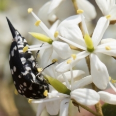 Mordella dumbrelli (Dumbrell's Pintail Beetle) at Bredbo, NSW - 12 Jan 2020 by Illilanga