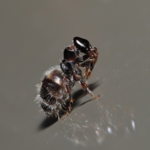 Tiphiidae (family) at Acton, ACT - 14 Jan 2020