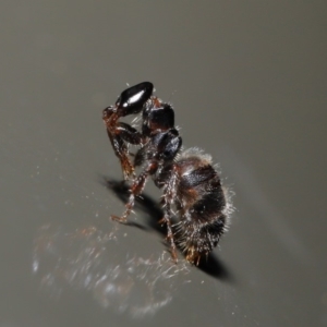 Tiphiidae (family) at Acton, ACT - 14 Jan 2020