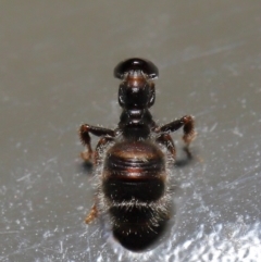 Tiphiidae (family) at Acton, ACT - 14 Jan 2020