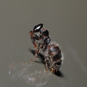 Tiphiidae (family) at Acton, ACT - 14 Jan 2020