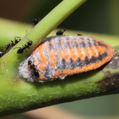 Monophlebulus sp. (genus) (Giant Snowball Mealybug) at ANBG - 14 Jan 2020 by TimL