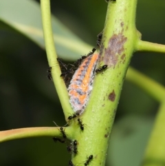 Monophlebulus sp. (genus) at Hackett, ACT - 14 Jan 2020