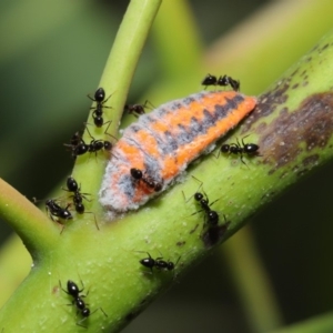 Monophlebulus sp. (genus) at Hackett, ACT - 14 Jan 2020