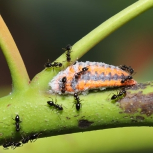 Monophlebulus sp. (genus) at Hackett, ACT - 14 Jan 2020