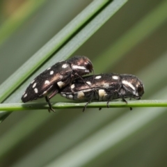 Diphucrania duodecimmaculata at Acton, ACT - 14 Jan 2020