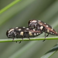 Diphucrania duodecimmaculata at Acton, ACT - 14 Jan 2020