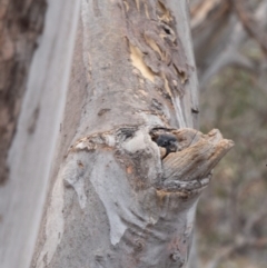 Callocephalon fimbriatum (Gang-gang Cockatoo) at Black Mountain - 14 Jan 2020 by robynkirrily