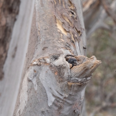 Callocephalon fimbriatum (Gang-gang Cockatoo) at Acton, ACT - 14 Jan 2020 by robynkirrily