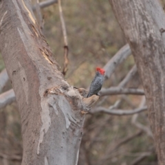 Callocephalon fimbriatum at Acton, ACT - suppressed