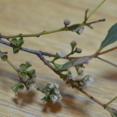 Eucalyptus dives at Wamboin, NSW - 23 Nov 2019 09:49 PM