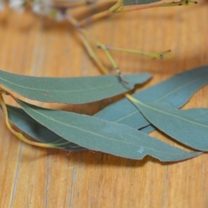 Eucalyptus dives at Wamboin, NSW - 23 Nov 2019 09:49 PM