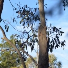 Eucalyptus dives at Wamboin, NSW - 23 Nov 2019 09:49 PM