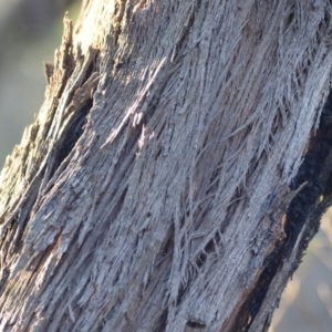 Eucalyptus dives at Wamboin, NSW - 23 Nov 2019