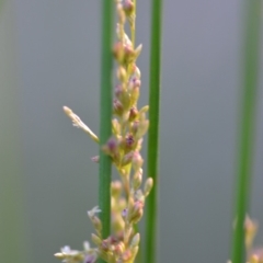 Juncus (genus) (A Rush) at Wamboin, NSW - 23 Nov 2019 by natureguy